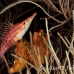 hawkfish_longnose_vaa_raa_h_0012_mal0560.jpg